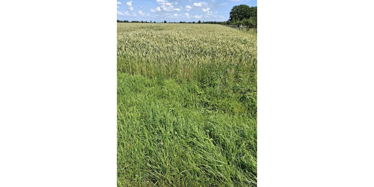 landwirtschaftliche Ackerfläche in Beckum zu verkaufen - Grundstück Beckum | Angebot:27178208