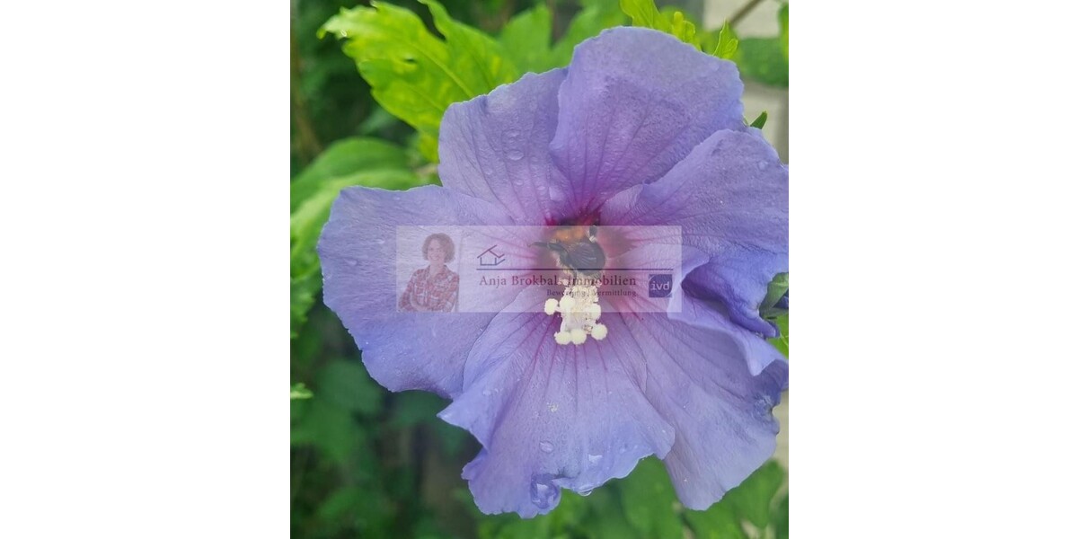 Zentral - ruhig - großes Grundstück_provisionsfrei für Käufer - Zweifamilienhaus Gütersloh | Angebot:23476775