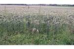landwirtschaftliche Ackerfläche in Beckum zu verkaufen - Grundstück Beckum | Angebot:27178208