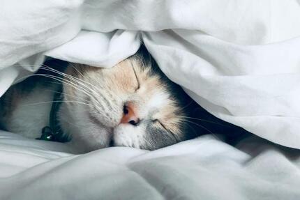 Haus Paderborn - 4 Zimmer, 155 m&sup2;, 1.800&euro; | Angebot:24654270