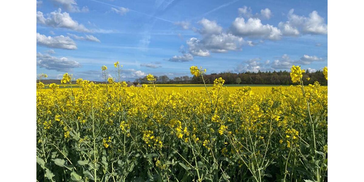 Etagenwohnung Bad Wünnenberg - 3 Zimmer, 60 m&sup2;, 95&euro; | Angebot:25986197